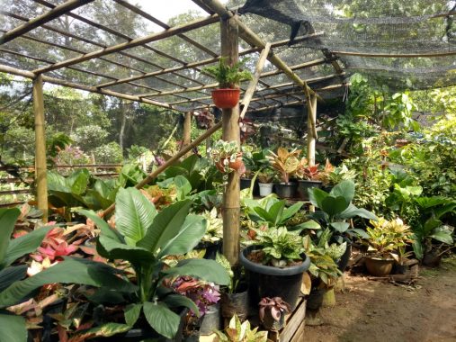 Toko Bunga Ananda Florist di Gang PU, 10 Tahun Layani Pelanggan