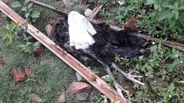 Ayam Mati Mendadak di Campangjaya, Ini Pesan Petugas Dinas Kesehatan dan Pertanian-Peternakan Bandar Lampung
