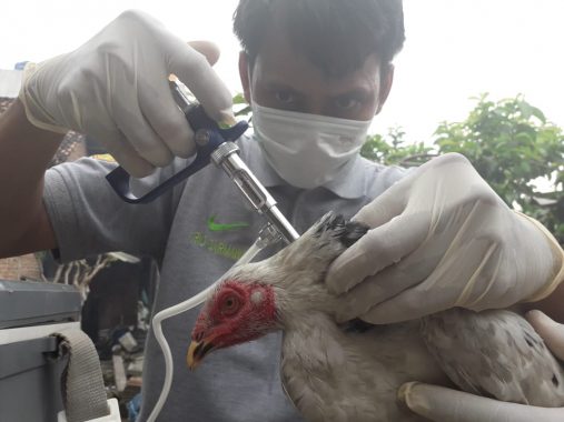 Vaksinasi Massal Ayam, Dinas Pertanian Bandar Lampung Jamin Virus Flu Burung Tak Meluas ke Warga