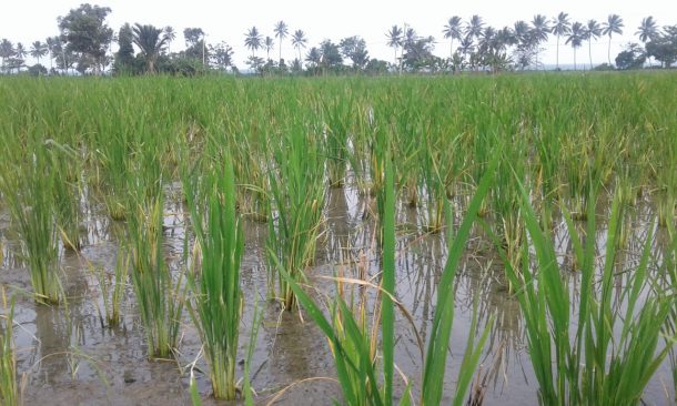 Antoni Imam Berharap Sumur Bor Desa Karanganyar Jatiagung Bisa Penuhi Kebutuhan Air Petani