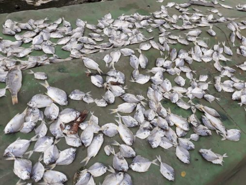 Limbah Pekat Diduga Picu Kematian Ribuan Ikan Pesisir Pantai Panjang, Dulu Hanya 