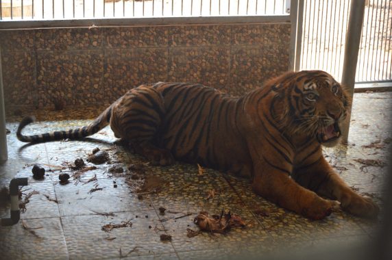 Harimau Sumatera yang Dirawat Taman Wisata dan Satwa Lembah Hijau Membaik dan Makin Agresif