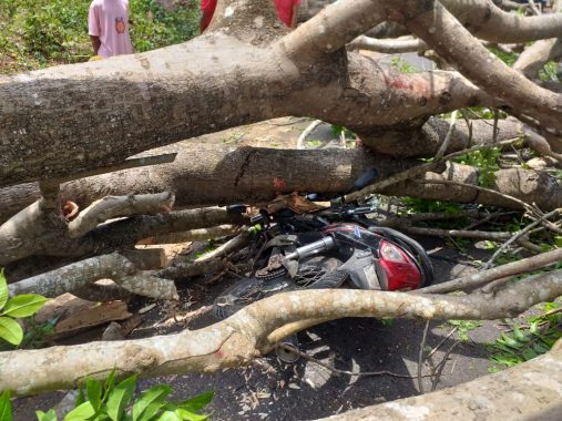 Pengedara Sepeda Motor Patah Kaki Tertimpa Pohon Tumbang di TPA Bakung