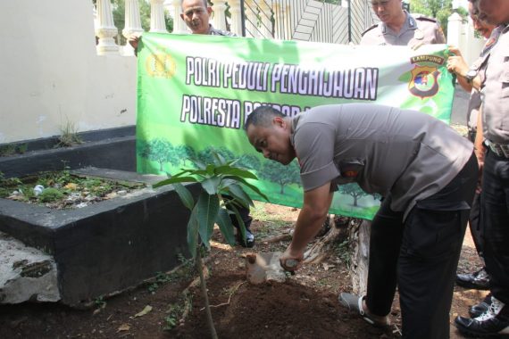 Pohon Beringin Tumbang di Jalan Cipto Mangunkusumo Sumurbatu Bandar Lampung