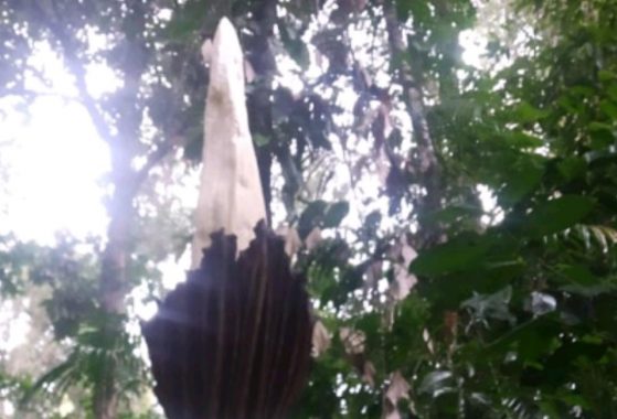 Bunga Amorphophallus Merekah di Km 26 Taman Nasional Bukit Barisan Selatan