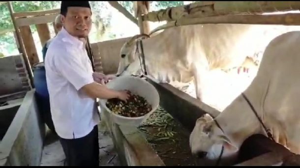Belajar Kelola Pakan Ternak Milik Kusnan, Mufti Salim Ikut Kasih Makan Sapi-Sapi