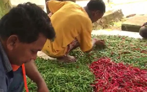 Beli Sayuran dan Cabai Langsung ke Petani, Kader Gerindra Lampung Kemas Lalu Bagikan ke Duafa