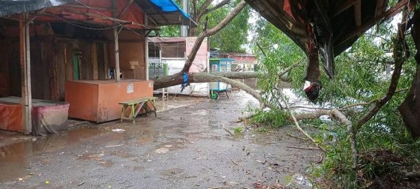 Hujan Deras Semalaman, Pohon Akasia Tumbang di Kompleks Pertokoan Shopping Center Metro