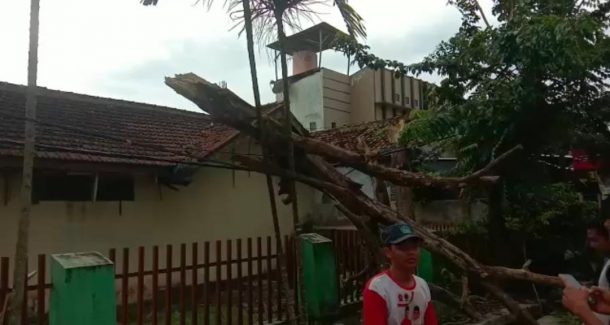 Diterpa Angin Kencang, Sedikitnya Tujuh Pohon Besar Tumbang di Metro