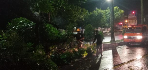 Tak Hanya Banjir, Hujan dan Angin Kencang Sebabkan Pohon Tumbang di Kota Metro