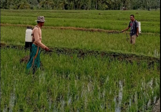 Puluhan Hektare Padi di Pekon Teba Menguning dan Layu, Petani Harapkan Bantuan Pemkab Tanggamus