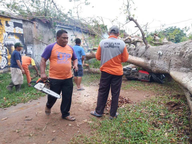 Tak Ada Angin dan Hujan, Pohon Randu Roboh Timpa Sebuah Motor di Metro
