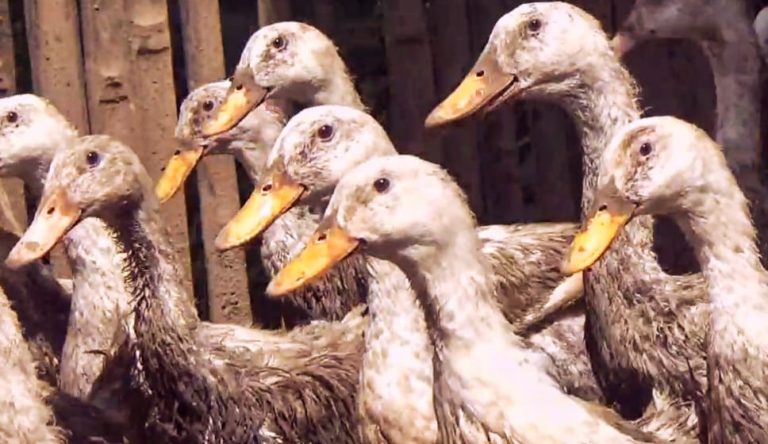 Omzet Menarik dari Beternak Bebek Peking