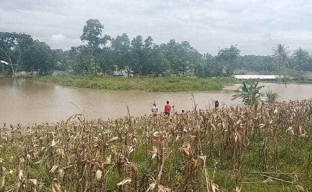 Sungai Way Sekampung Meluap, Rendam Ladang Warga di Metro