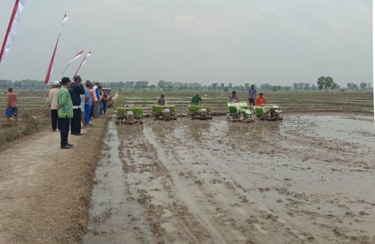 Pemkab Lampung Tengah Gelar Gerakan Tanam Padi Antisipasi El Nino