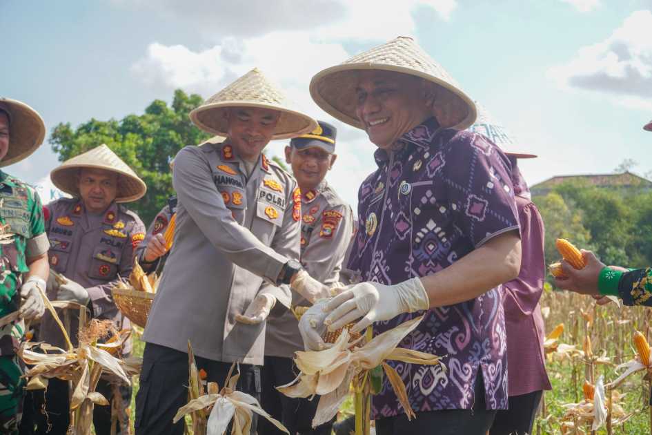 Kota Metro Ikuti Panen Raya Jagung Nasional Secara Virtual